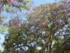 Jacaranda Tree, Glendale, CA