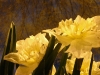 night-daffodils2