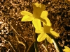 night-daffodils5