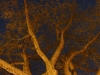 night-tree-spring2