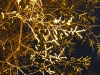 night-tree-spring1