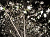 night-tree-spring4