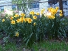 daffodilsright