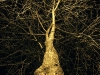wintertree01